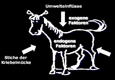 Endogene & exogene Faktoren beim Sommerekzem