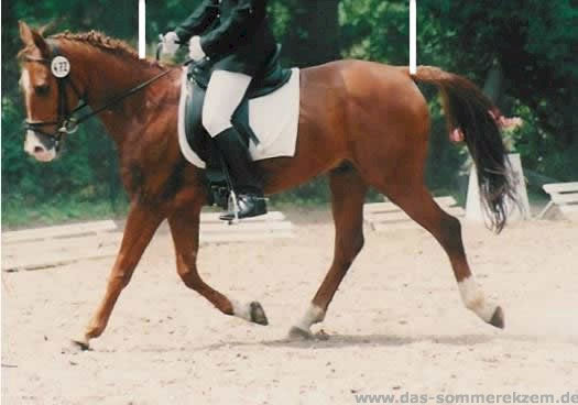 Reiten