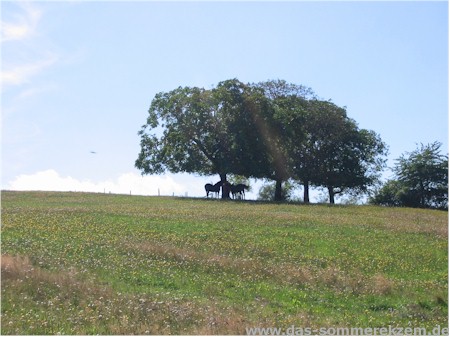 Sommerweide