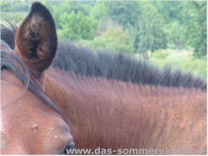 Pferd Falten Am Hals